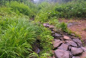 родник2