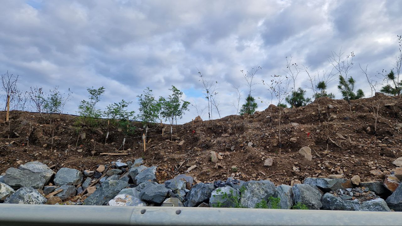 озеленениеозера (8)